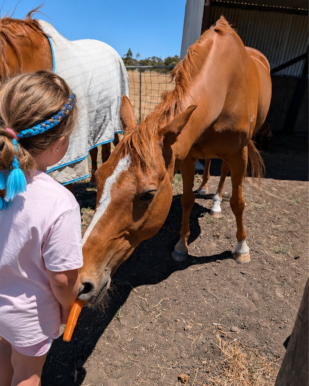 A child offering a carrot to a chestnut horse in the yard.