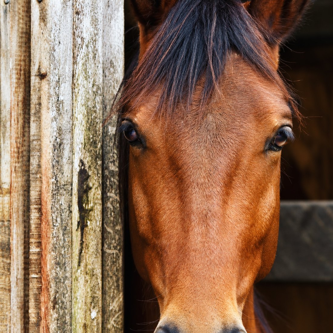A bay horse looking out from the stable doorway.