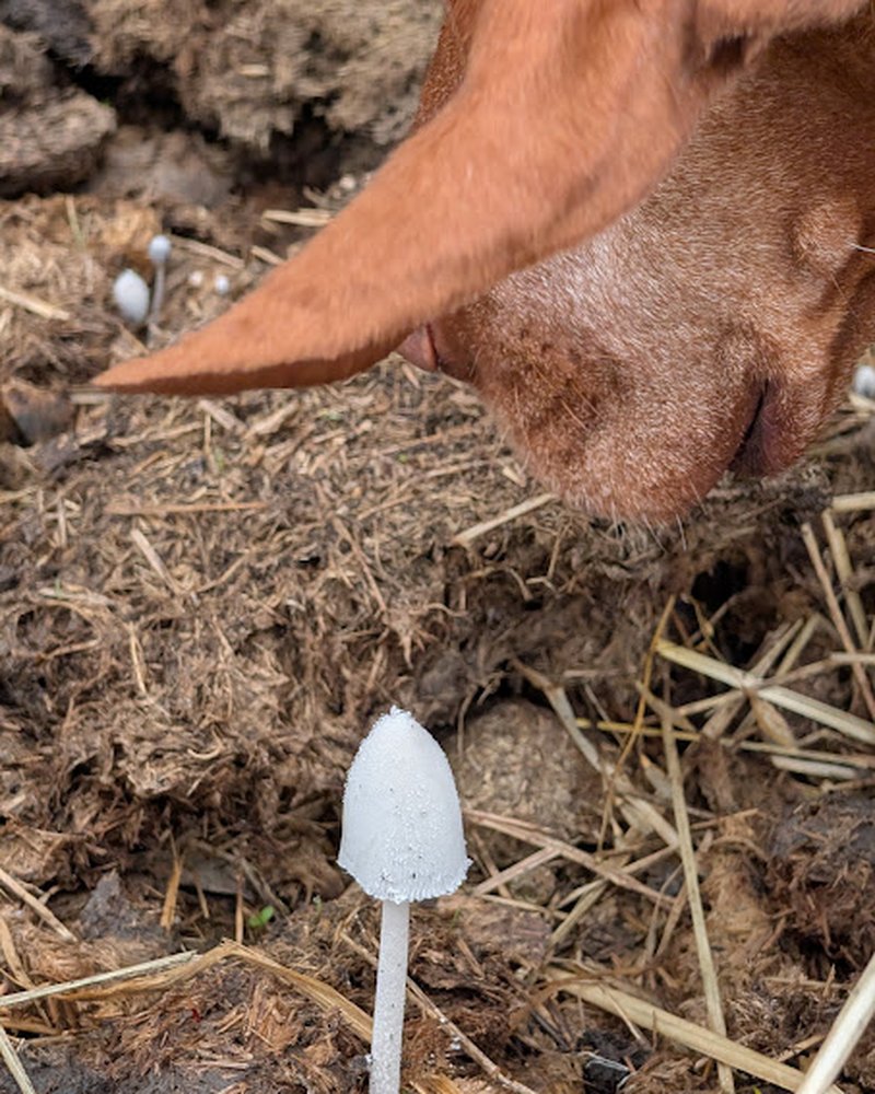 A small white mushroom in the paddock, with a horse nosing nearby.