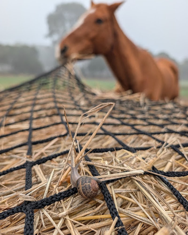 A snail on a hay net, with a horse resting in the background.
