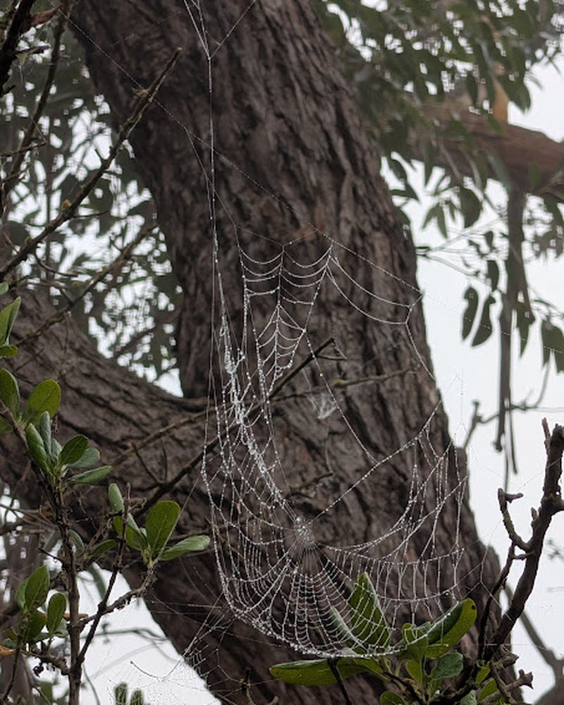 A spider web strung with dew between branches.