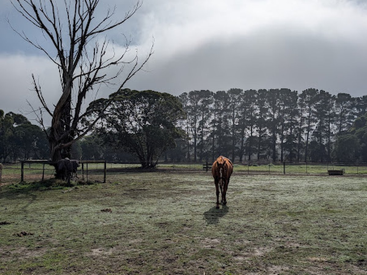 Twisty walking in from the far side of the paddock.