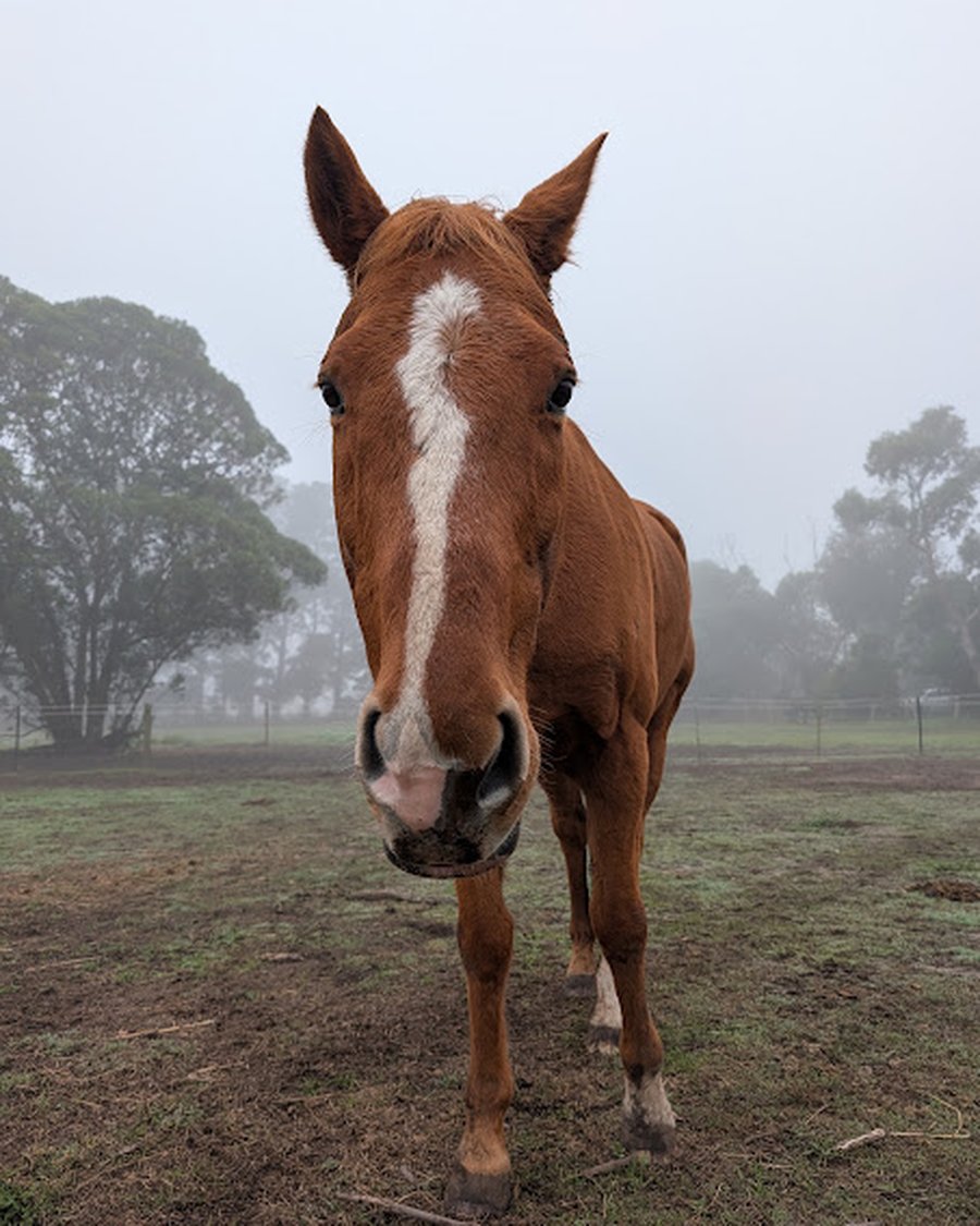 Twisty, a chestnut horse, standing in the paddock on a foggy morning.