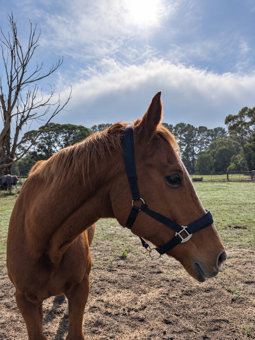 Twisty in the paddock on a bright morning.